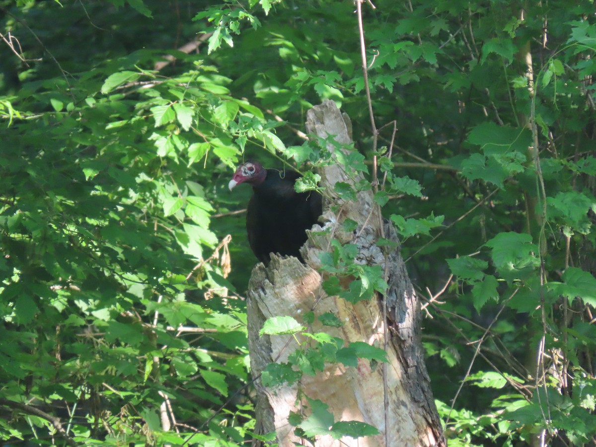 Turkey Vulture - ML455501951