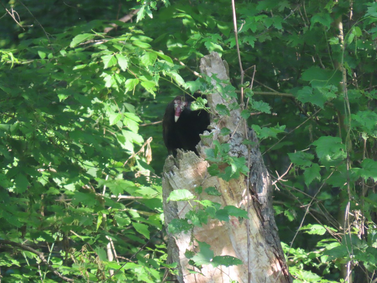 Turkey Vulture - ML455501991