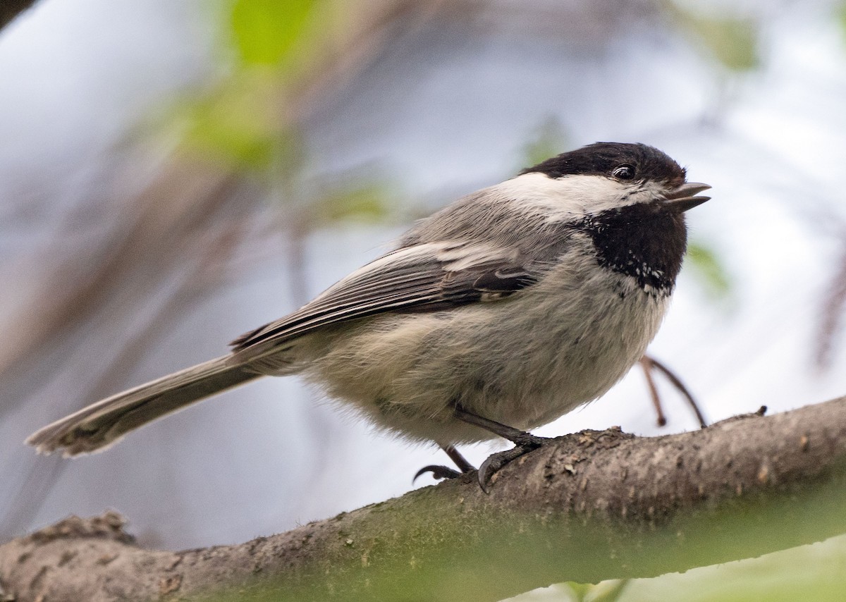 Black-capped Chickadee - ML455502311