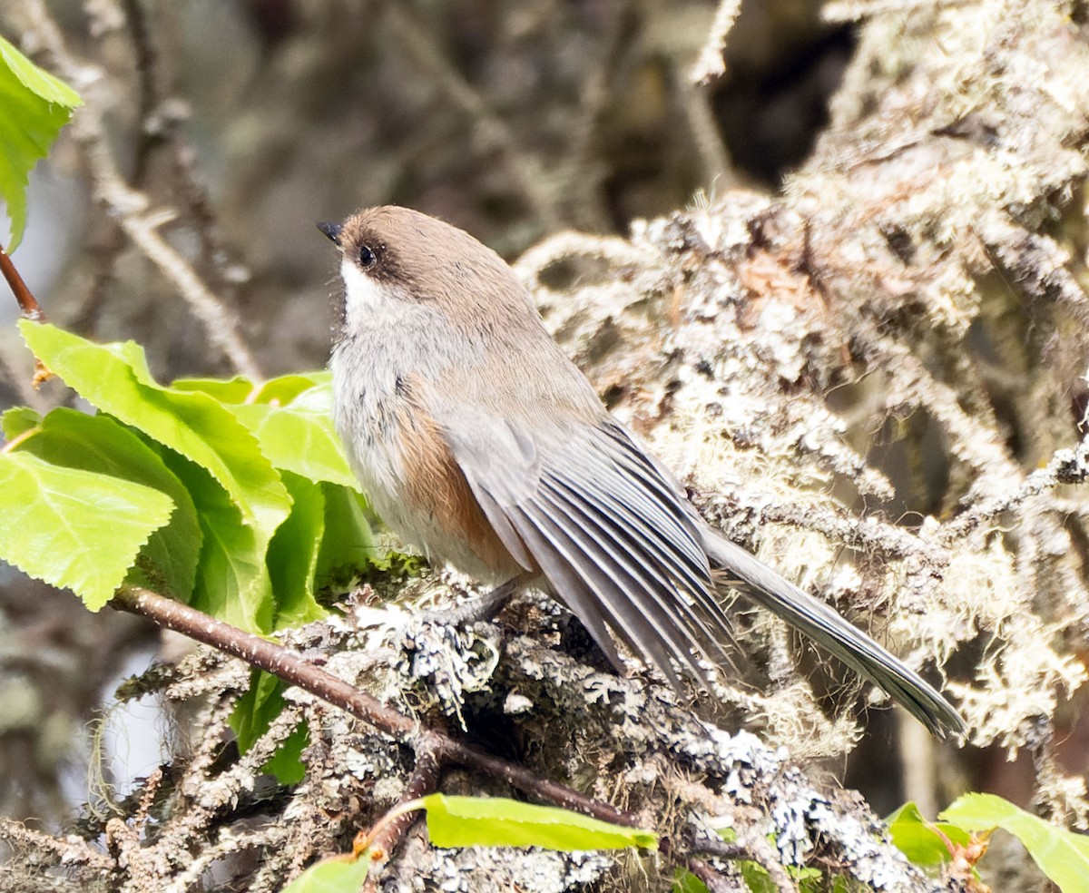 Boreal Chickadee - ML455502321