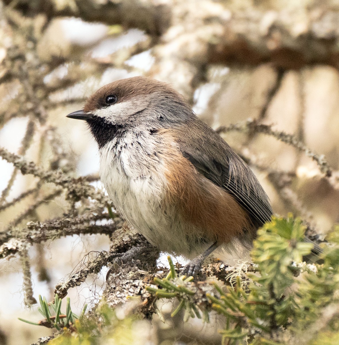 Boreal Chickadee - ML455502331