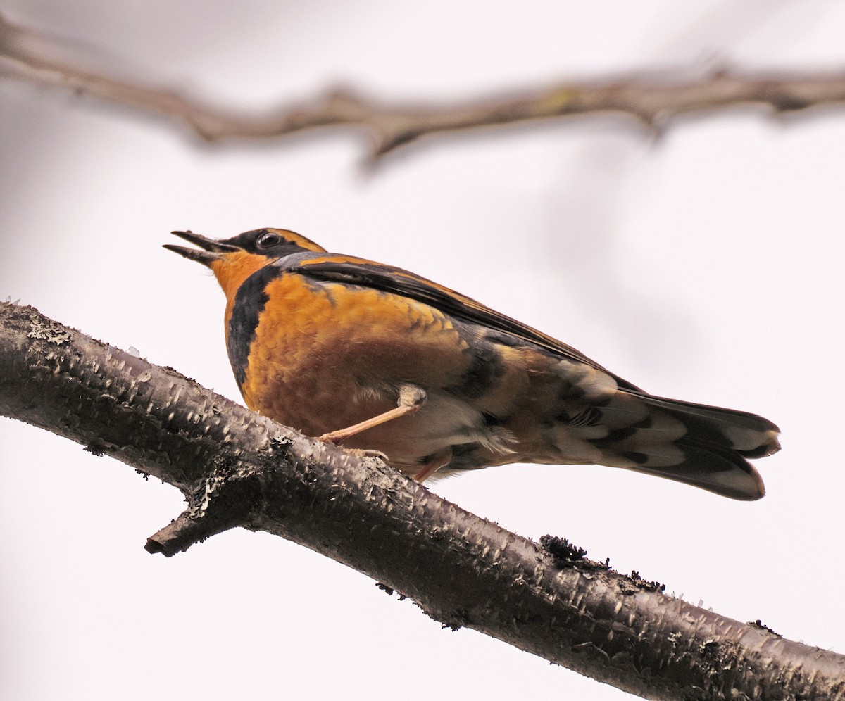 Varied Thrush - Scott Berglund