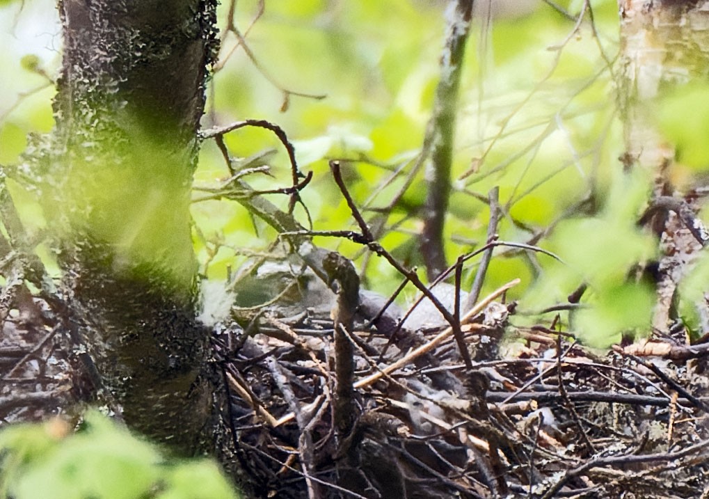 American Goshawk - ML455502351