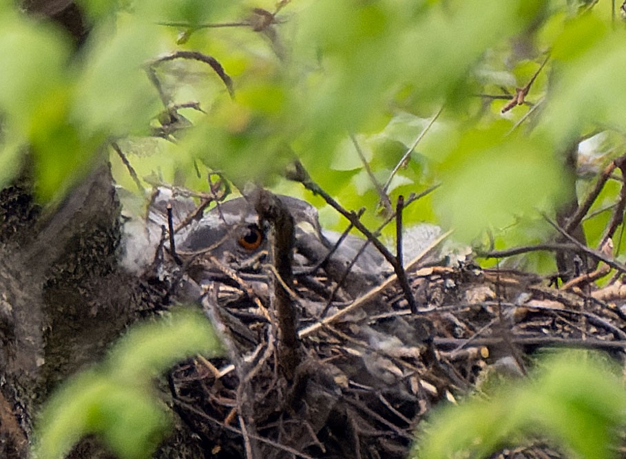 American Goshawk - ML455502361