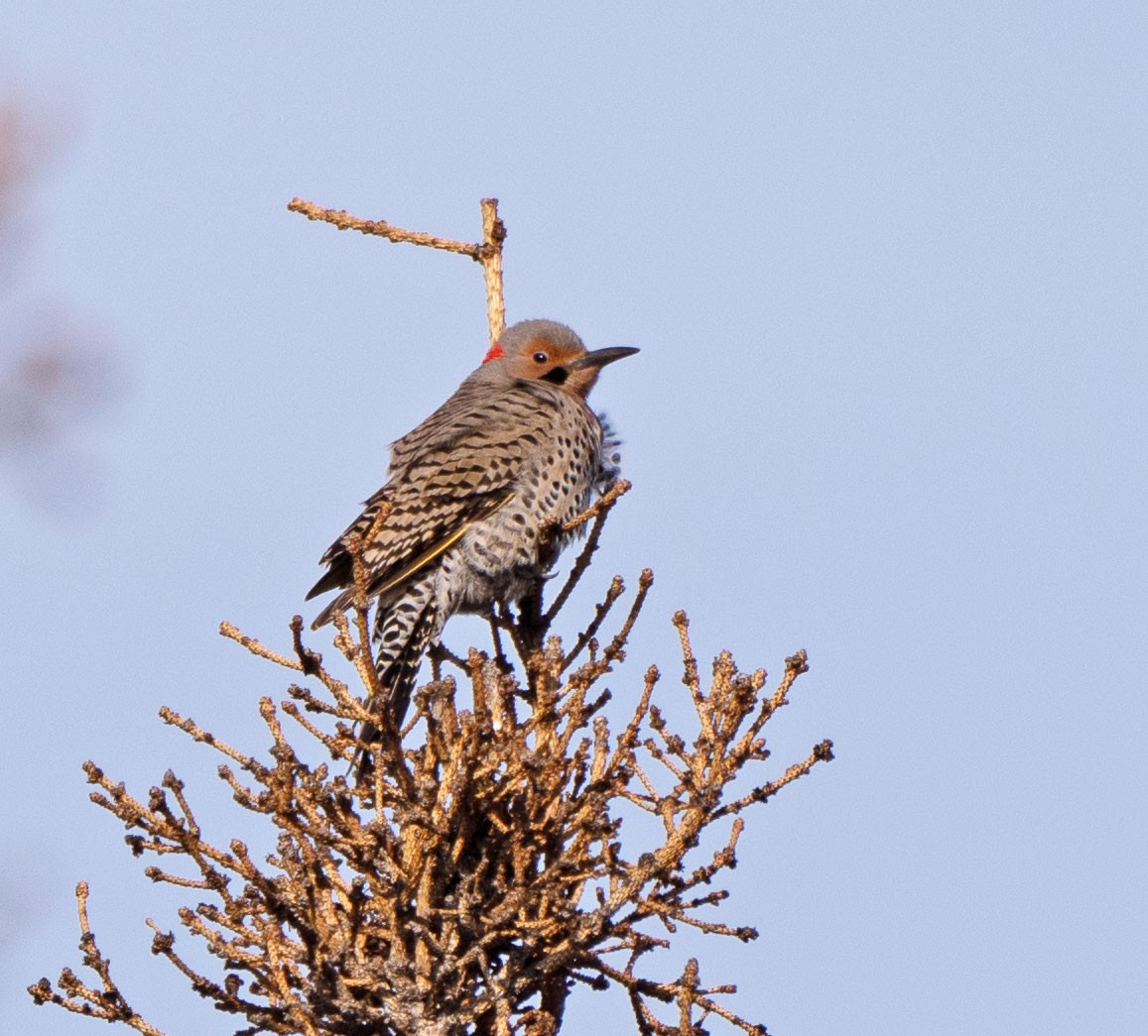 Northern Flicker (Yellow-shafted) - ML455502581