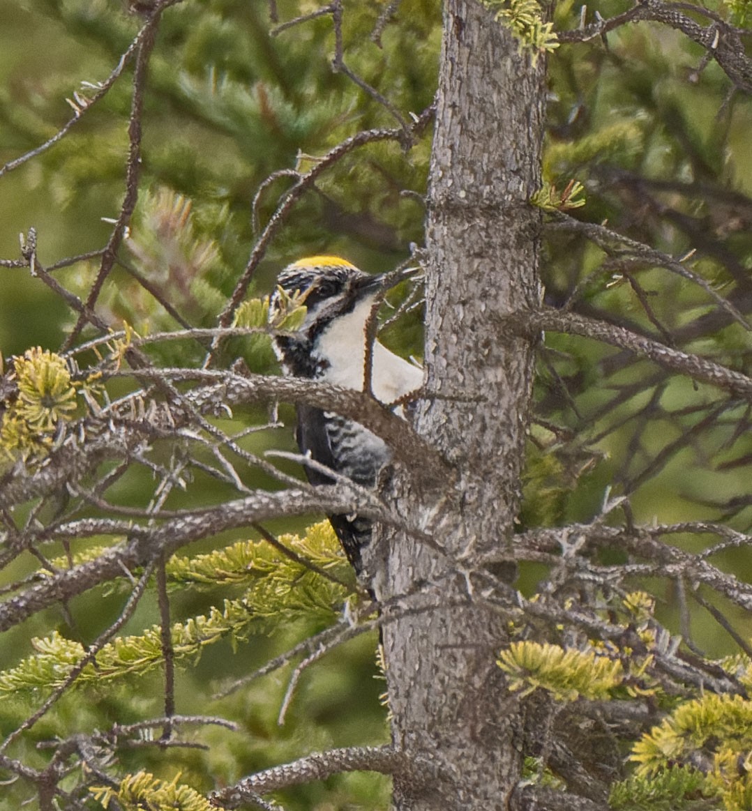 American Three-toed Woodpecker (Northwest) - ML455503601