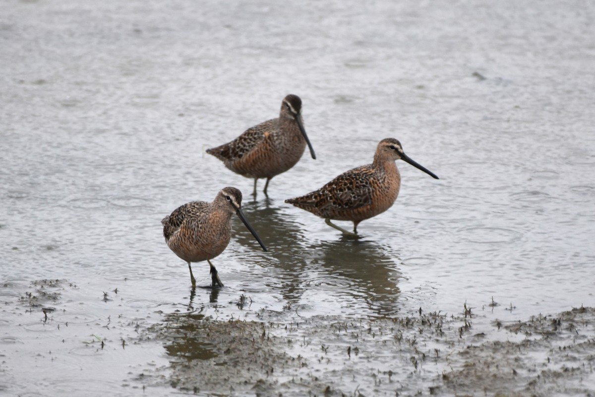 Long-billed Dowitcher - ML455503671