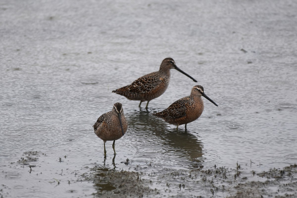 Long-billed Dowitcher - ML455503681