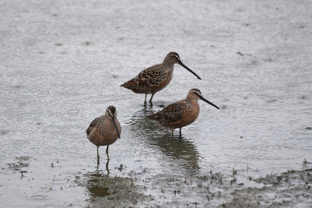 Long-billed Dowitcher - ML455503691