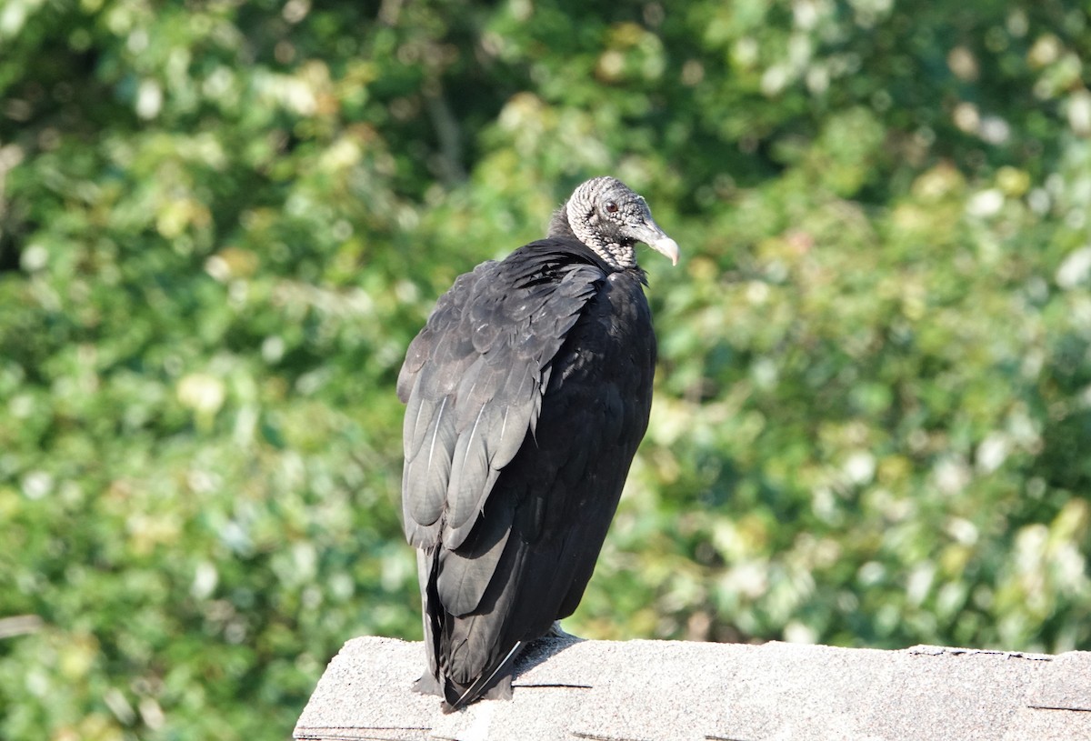 Black Vulture - ML455503781