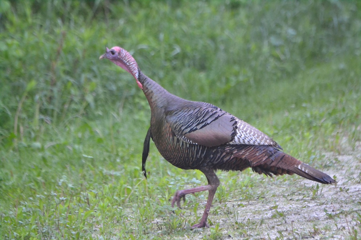 Wild Turkey - Scott Latimer