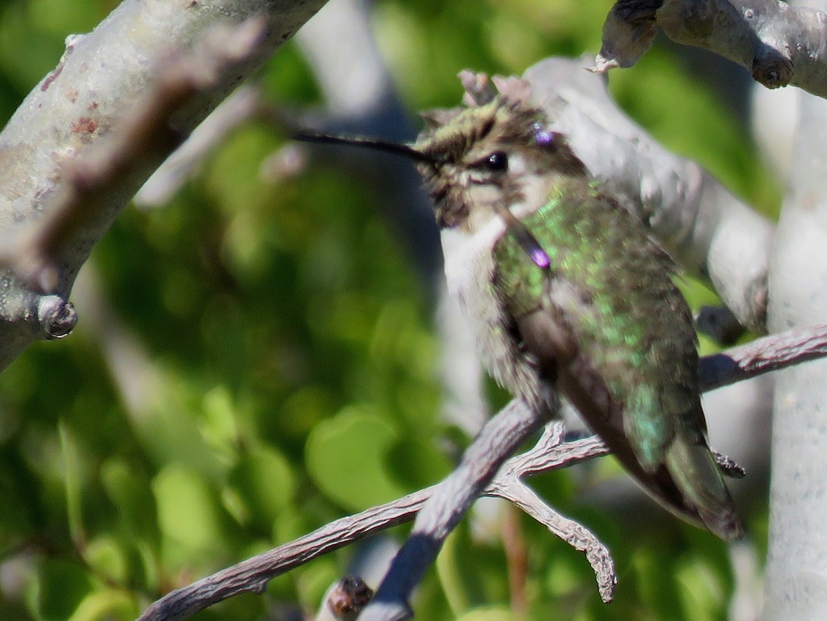 Costa's Hummingbird - ML45550661