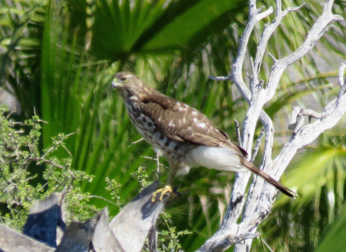 Cooper's Hawk - ML45550671