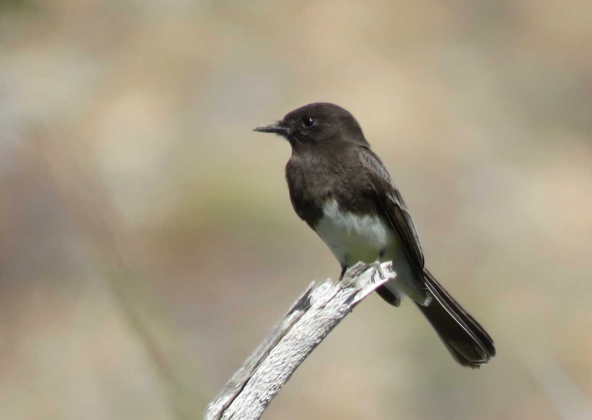 Black Phoebe - ML45550701