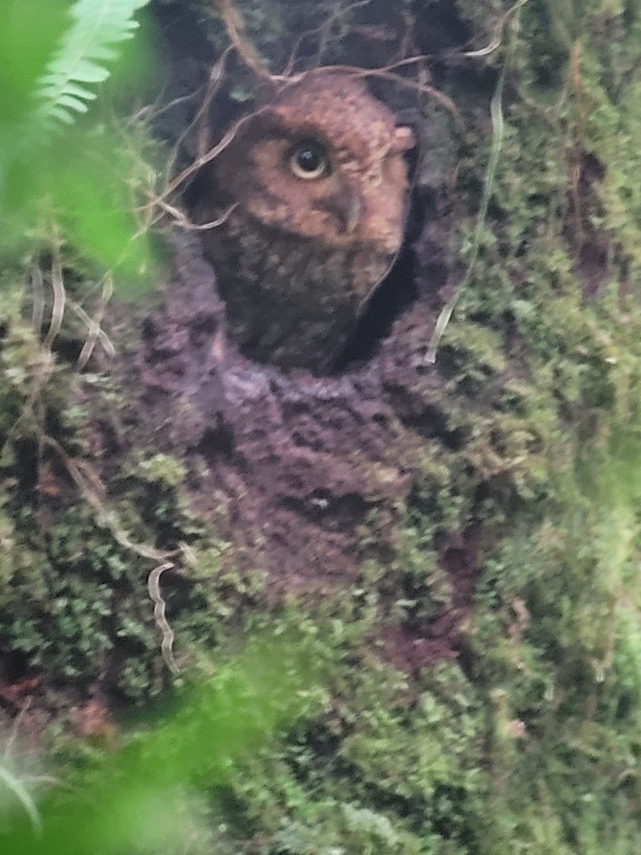 Bare-shanked Screech-Owl - ML455507641