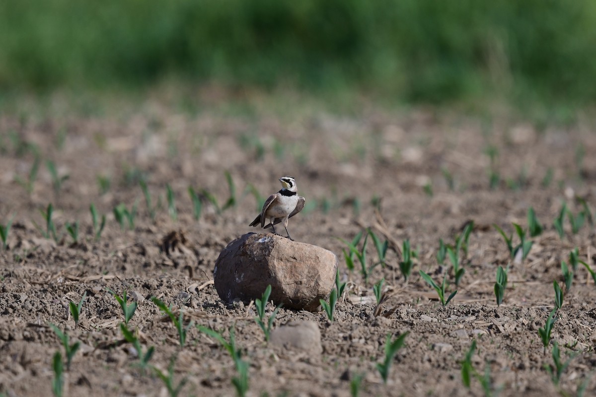 Horned Lark - Paul Herwood