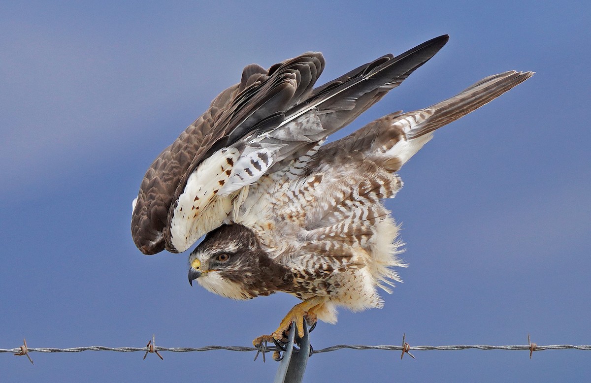 Swainson's Hawk - ML455510561