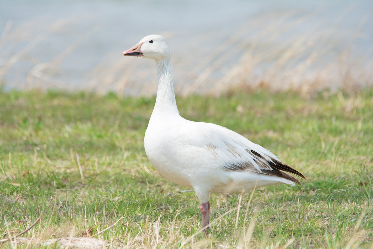 husa sněžní - ML455510761