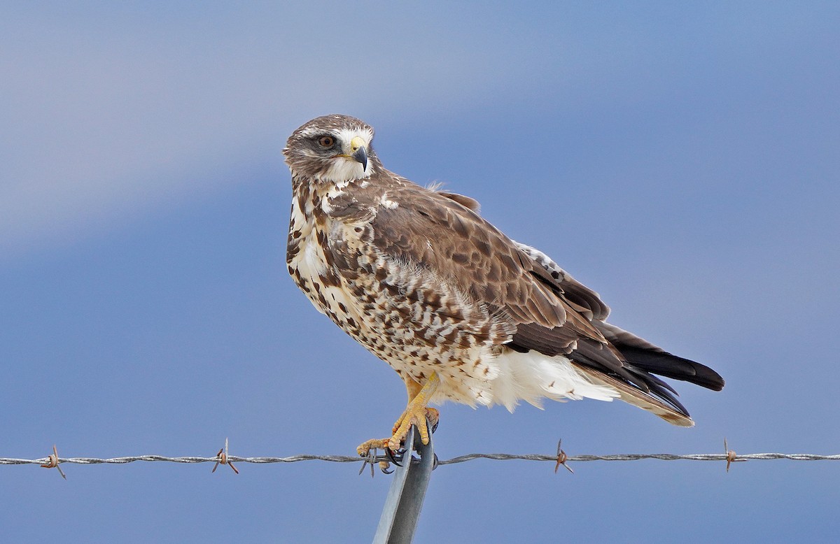 Swainson's Hawk - ML455511801