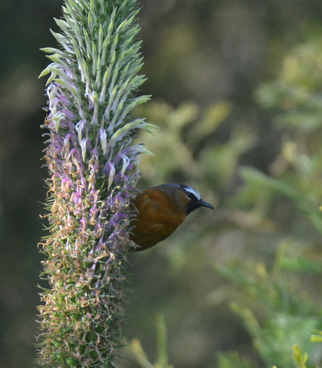 Nilgiri Laughingthrush - Ashis Kumar  Pradhan