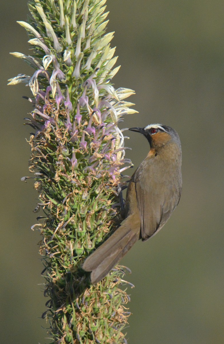 Nilgiri Laughingthrush - Ashis Kumar  Pradhan