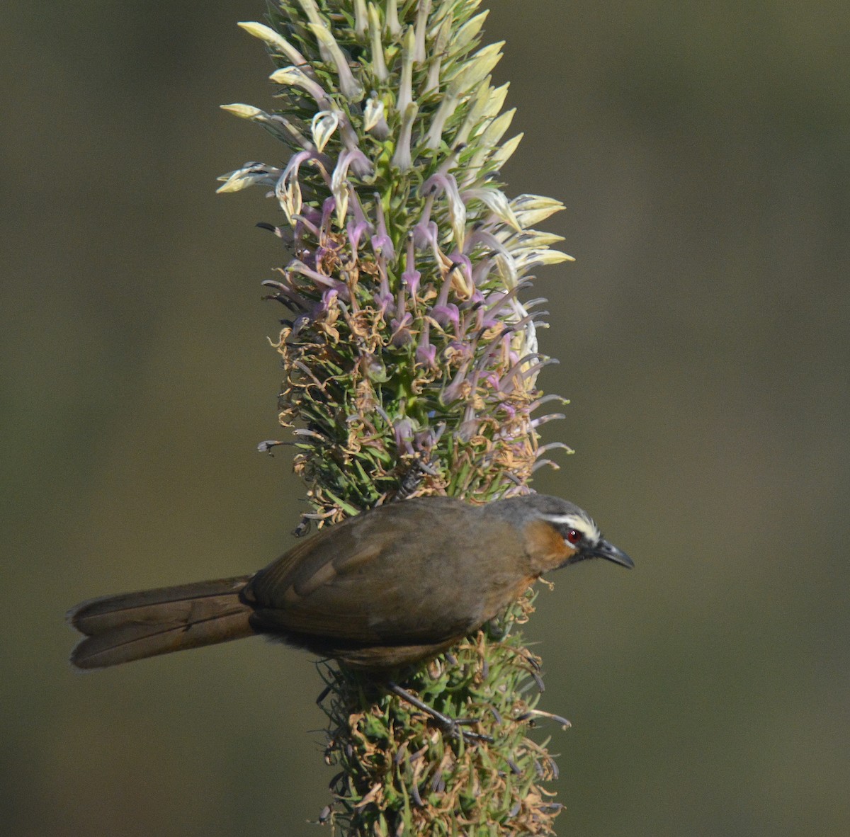 Nilgiri Laughingthrush - Ashis Kumar  Pradhan