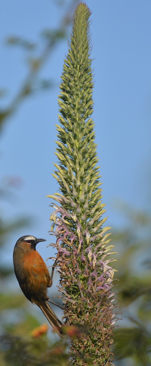 Nilgiri Laughingthrush - ML455512451