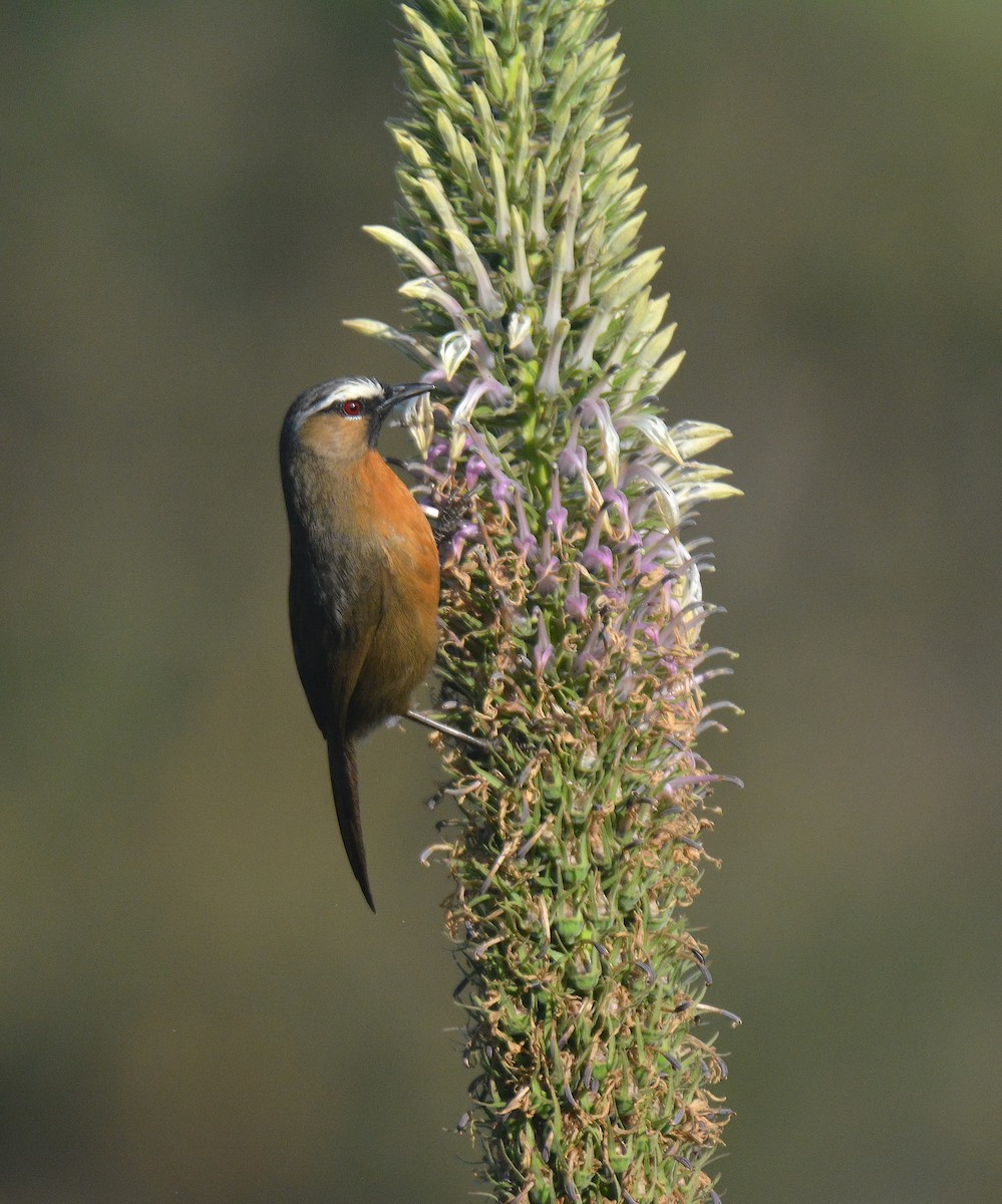 Nilgiri Laughingthrush - Ashis Kumar  Pradhan