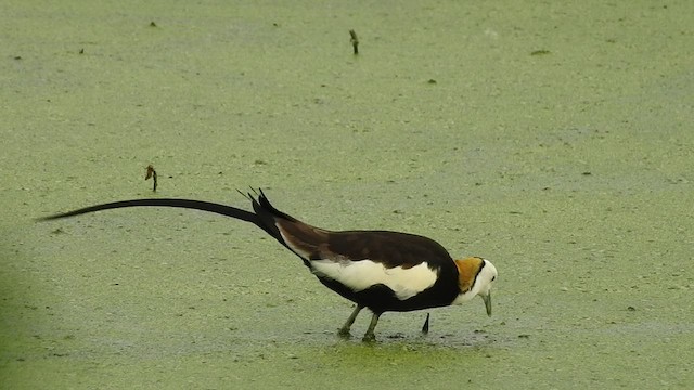 Jakana faisai-buztana - ML455512751