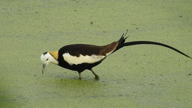 Jakana faisai-buztana - ML455512821