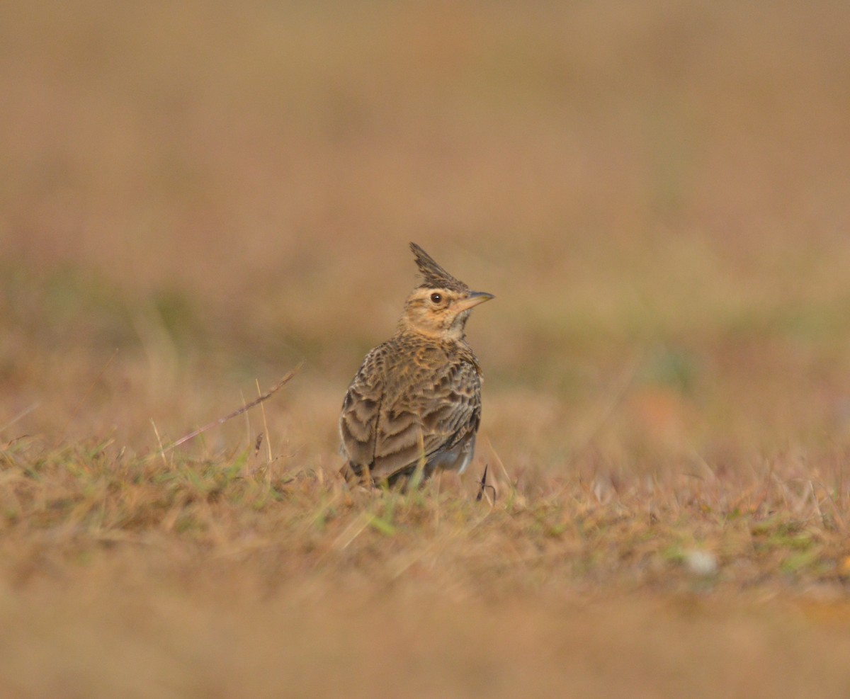 Malabar Lark - Ashis Kumar  Pradhan