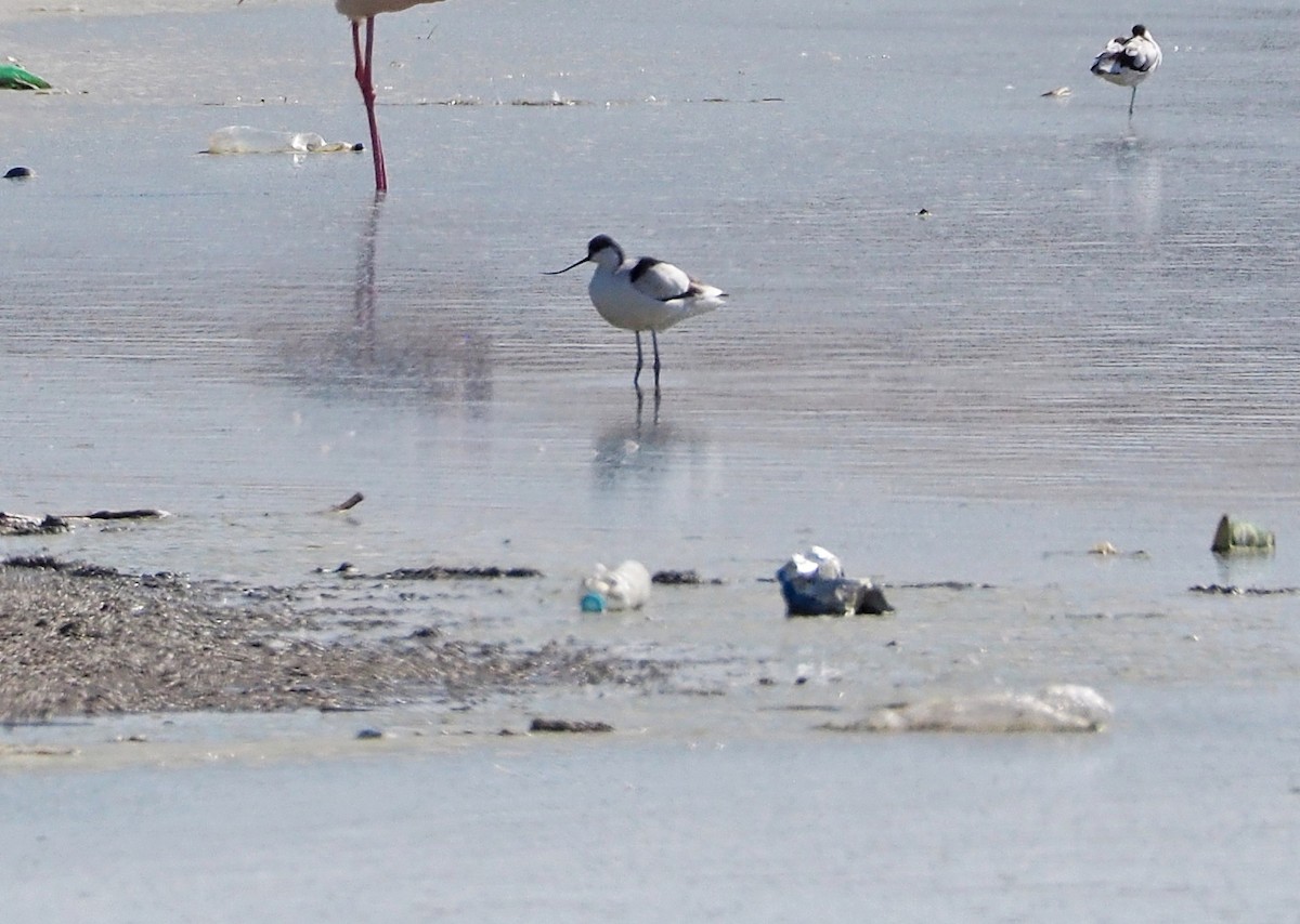 Pied Avocet - ML455514301