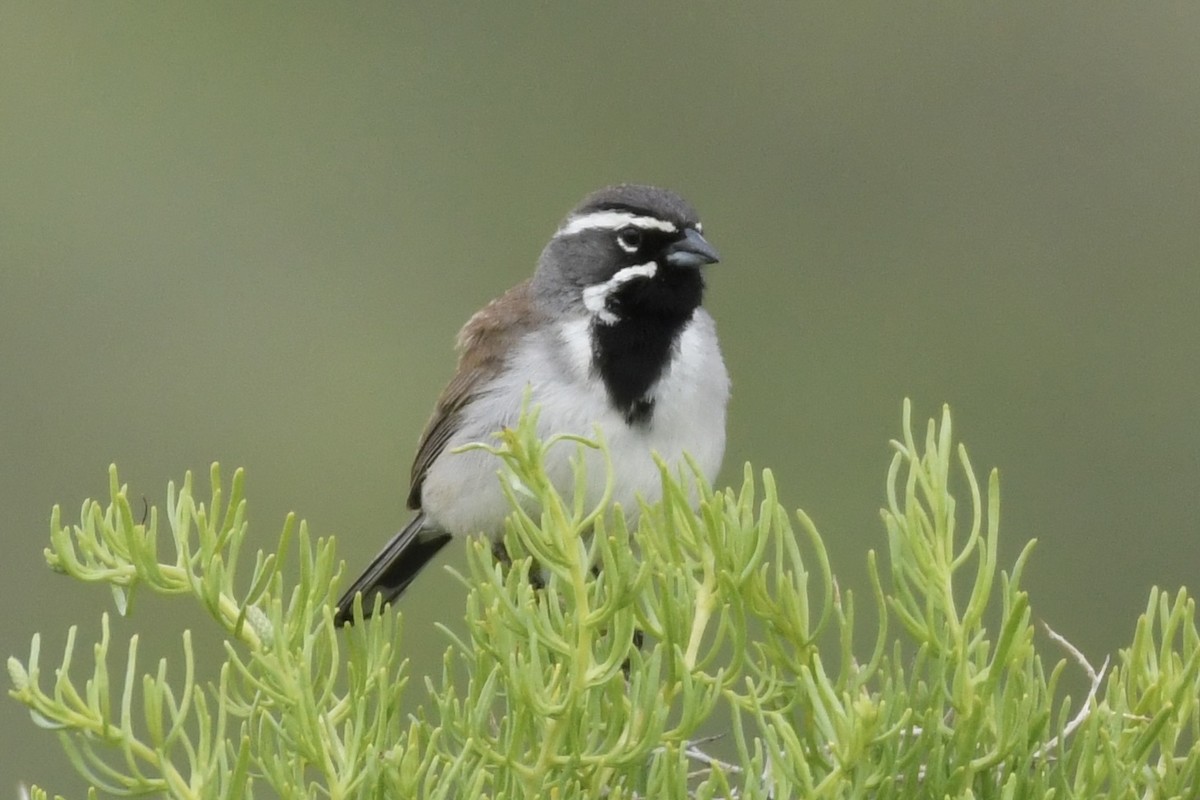 Black-throated Sparrow - Kent Kleman