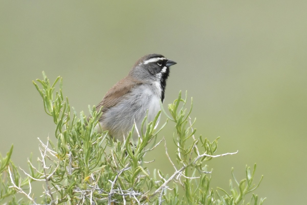 Black-throated Sparrow - Kent Kleman