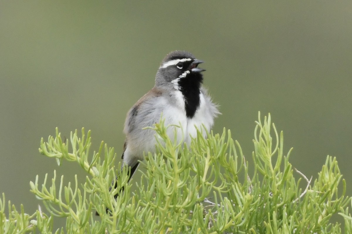 Black-throated Sparrow - ML455518141