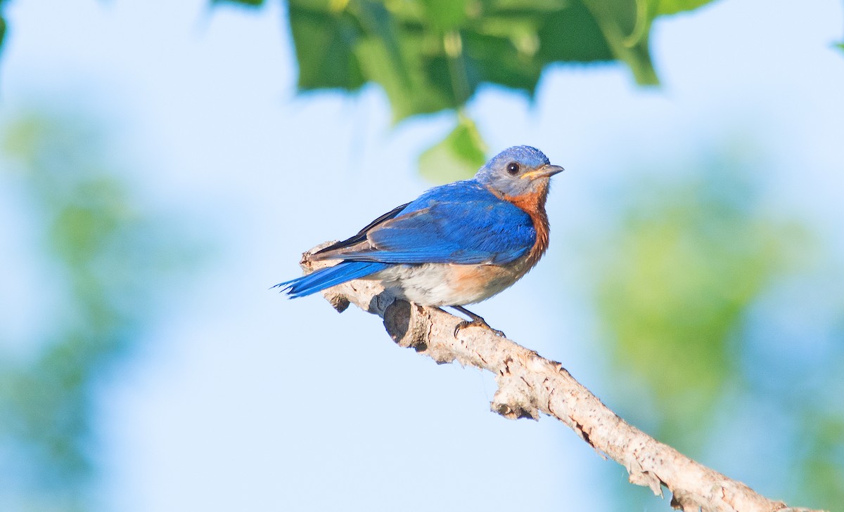 Eastern Bluebird - ML455519621