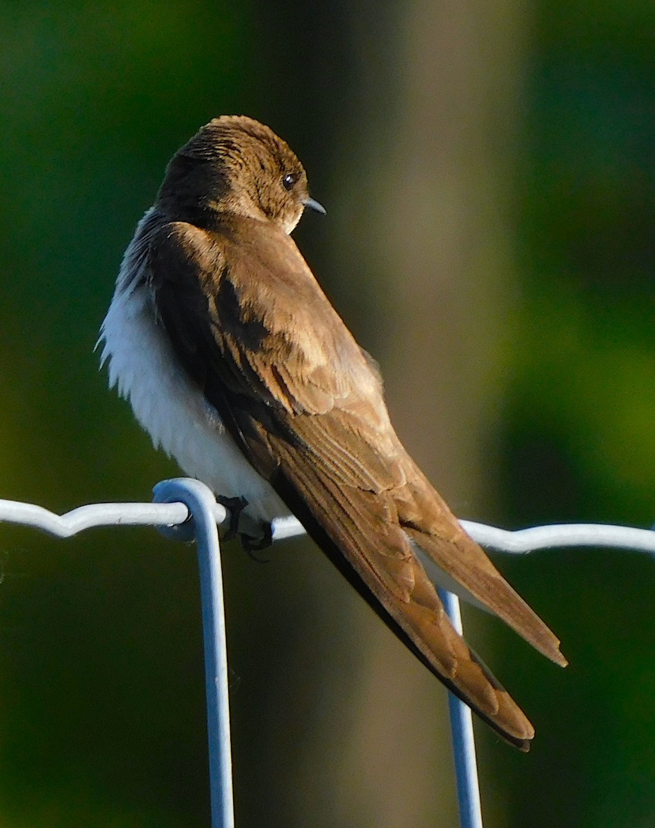 Northern Rough-winged Swallow - ML455522981