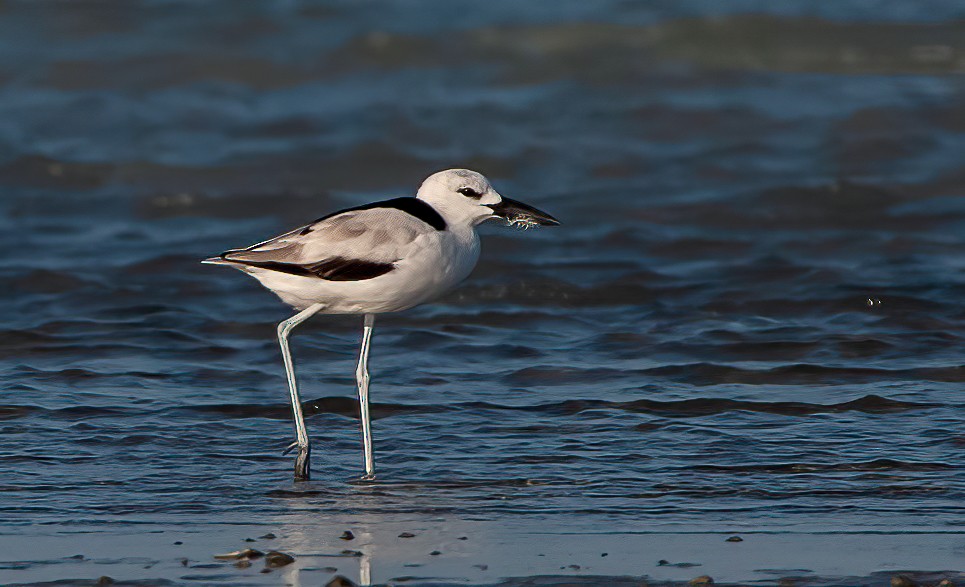 Crab-Plover - Chris Jones