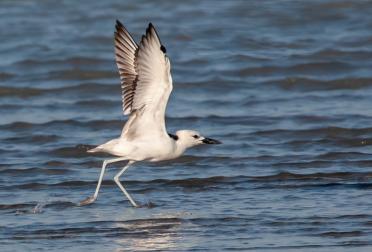 Crab-Plover - ML455524191