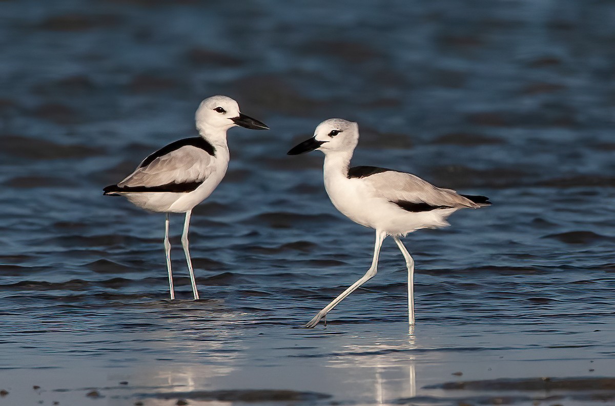 Crab-Plover - ML455524261