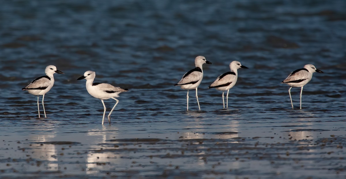 Crab-Plover - ML455524301