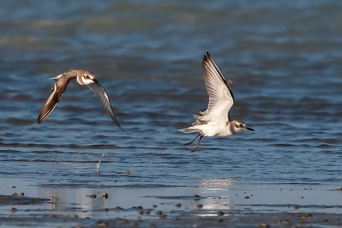 Tibetan Sand-Plover - ML455524421