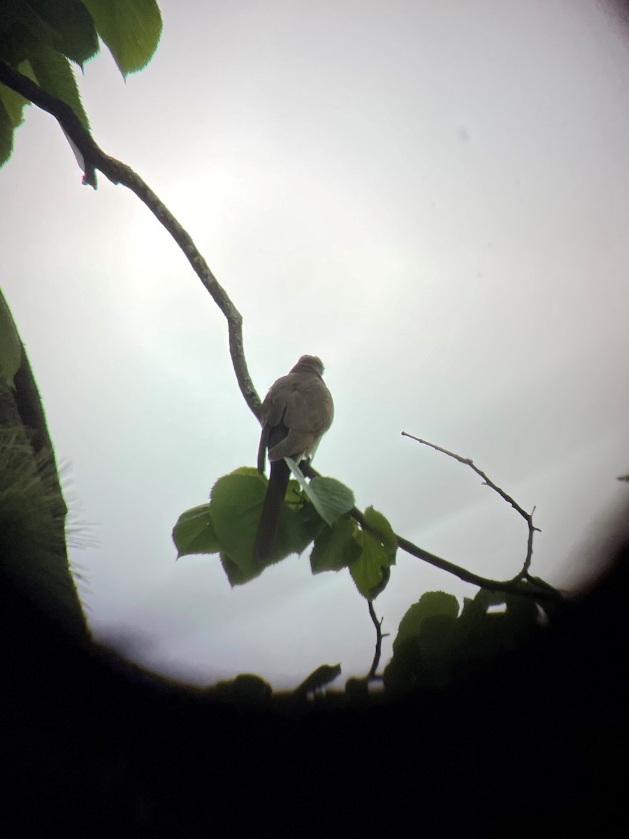 Black-billed Cuckoo - ML455528221