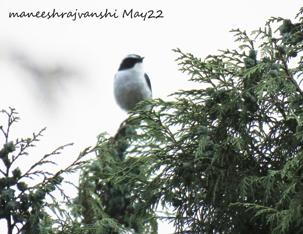 Gray Bushchat - ML455529101