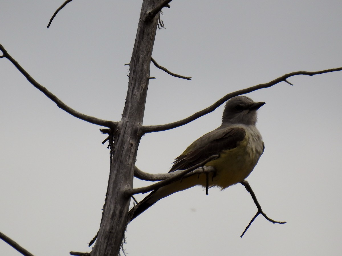 Western Kingbird - ML455529511