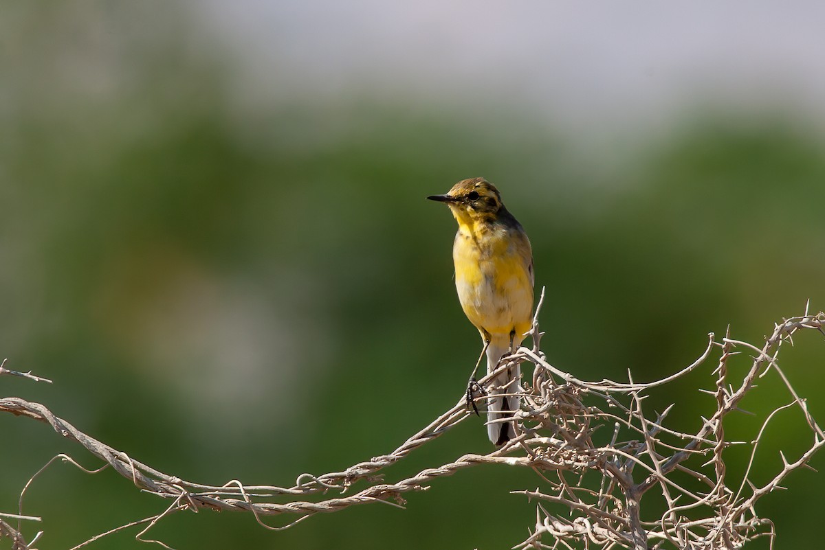 Citrine Wagtail - ML455530051