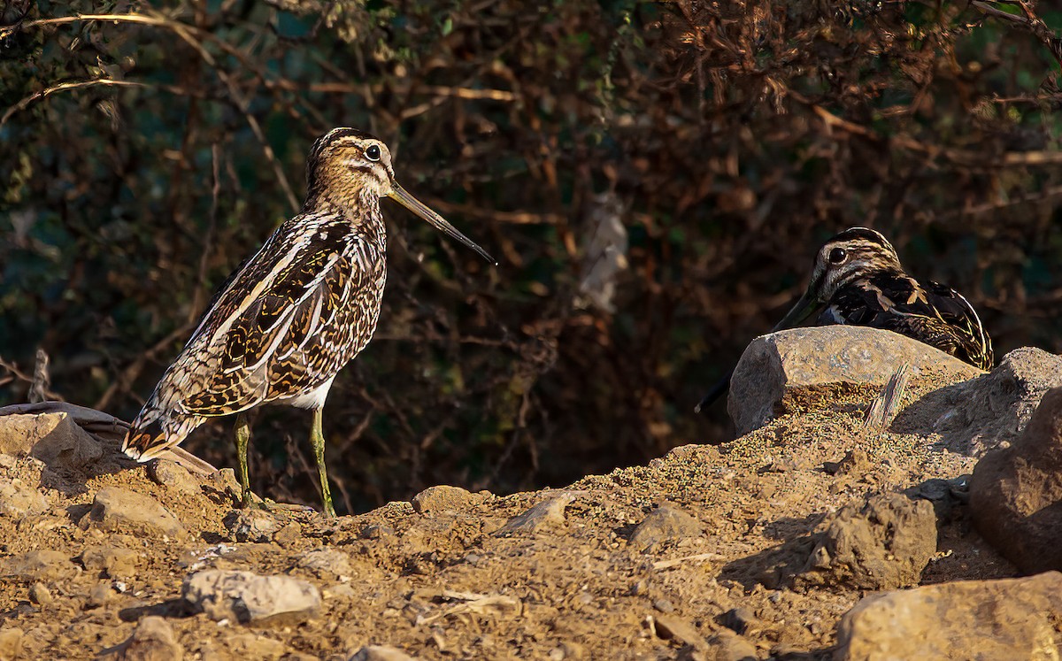 Common Snipe - ML455530141