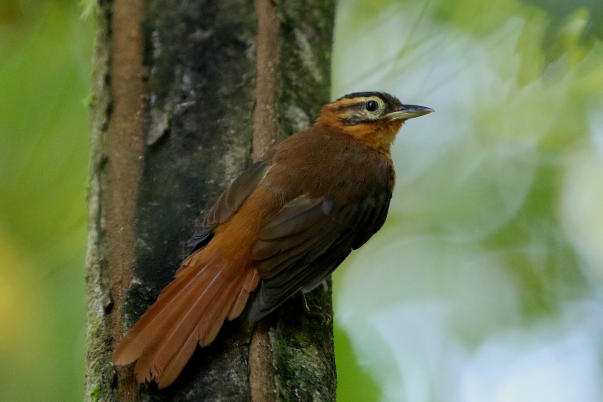 Black-capped Foliage-gleaner - Ian Thompson