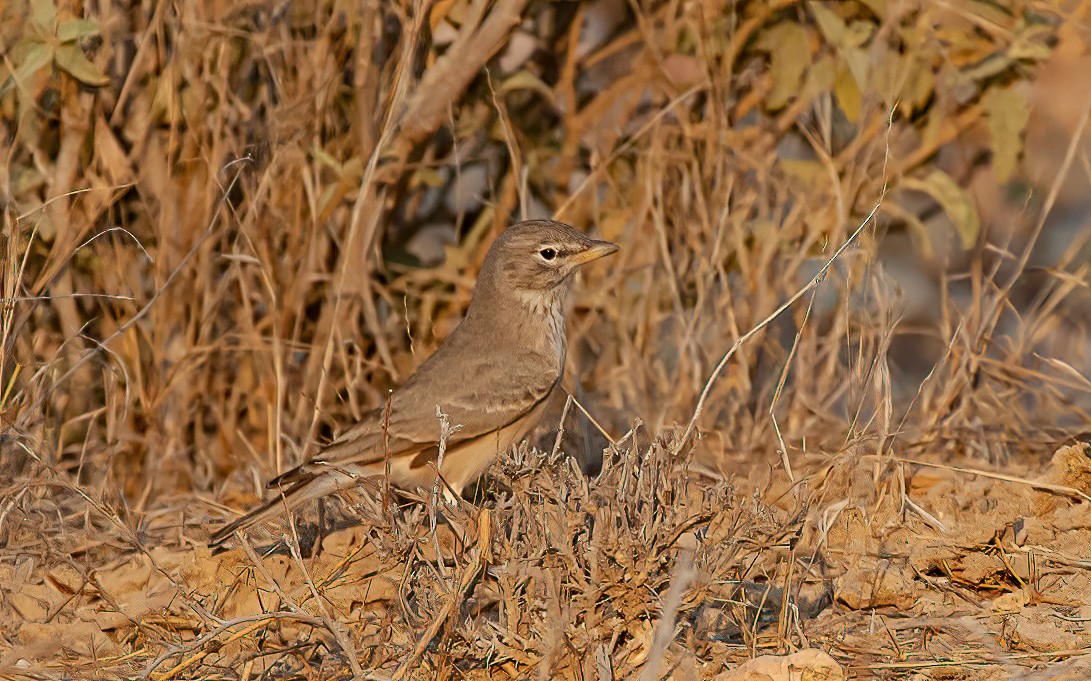 skřivan pouštní - ML455530221