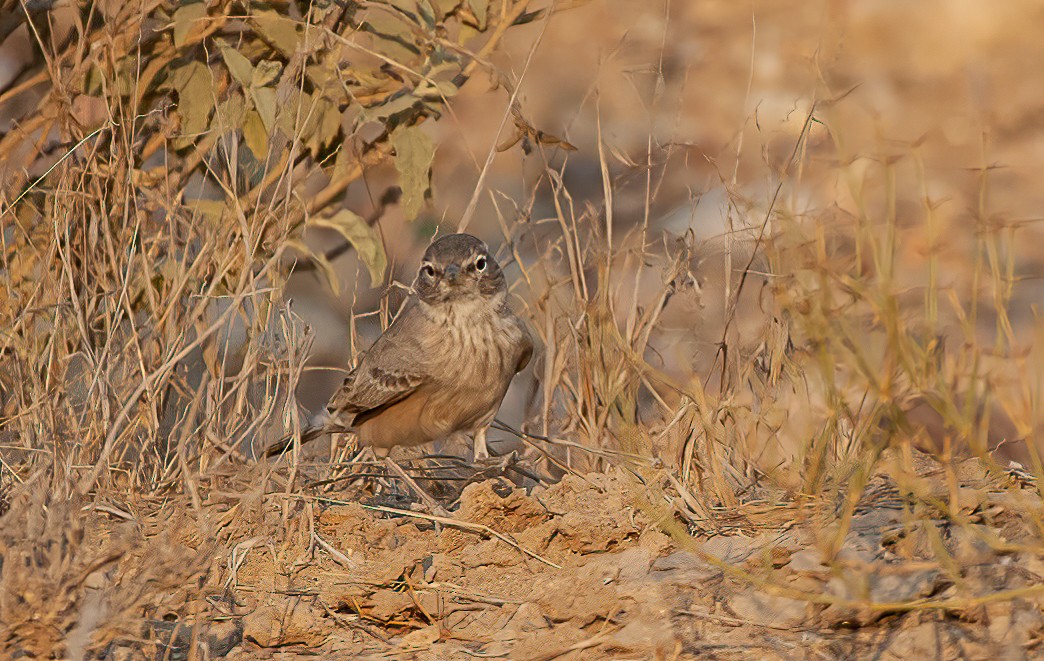 Desert Lark - ML455530261